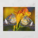 Pesquisar por butterfly cartoes postais Wildlife