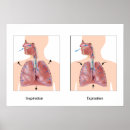 Pesquisar por anatomia do pulmão pôsteres pósteres Humano