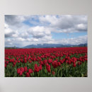 Pesquisar por vermelho da tulipa pósteres Jardins