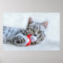 Pesquisar por gato papai noel pôsteres pósteres Animal