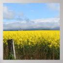 Pesquisar por agricultura pôsteres pósteres Canola