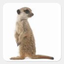 Pesquisar por suricate adesivos Meerkat