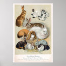 Pesquisar por lebres artes pósteres Ilustração