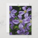 Pesquisar por clematis roxo Púrpura