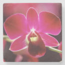Pesquisar por orquídeas porta copos Rosa