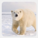 Pesquisar por de steve adesivos Vida selvagem