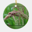 Pesquisar por orvalho ornamentos Close up