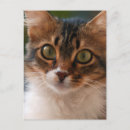 Pesquisar por gato com olhos verdes cartoes postais Animal