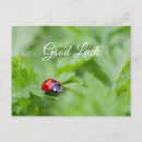 Pesquisar por presentes do joaninha cartoes postais ladybug