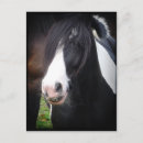 Pesquisar por pônei branco cartoes postais Cavalos