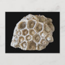 Pesquisar por fossilizado cartoes postais Geologia