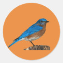 Pesquisar por pássaros azuis adesivos Bluebird