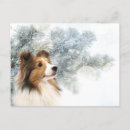 Pesquisar por sheltie cartoes postais Cão pastor