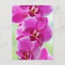 Pesquisar por orquídeas cartoes postais Tropicais