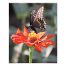 Pesquisar por borboletas pretas kodak Flor