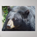 Pesquisar por urso preto pôsteres pósteres Ursos