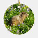 Pesquisar por marmota do marmota ornamentos Vida selvagem