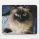 Pesquisar por ragdoll eletronicos Azul