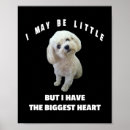 Pesquisar por cão maltês pôsteres pósteres Para todos