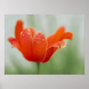 Pesquisar por tulipa pósteres Verão