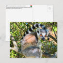 Pesquisar por lemurs cartoes postais Para todos