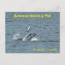 Pesquisar por golfinhos cartoes postais Peixe
