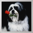 Pesquisar por shih tzu pôsteres pósteres Filhote de cachorro