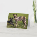 Pesquisar por wild dog Dogs
