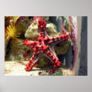 Pesquisar por aquário pósteres Tropical