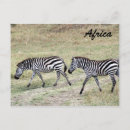 Pesquisar por zebra cartoes postais África