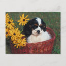 Pesquisar por cachorro cartoes postais Cachorros