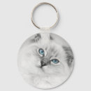 Pesquisar por ragdoll chaveiros Gato