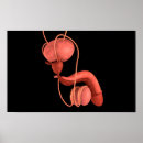 Pesquisar por corpo masculino pôsteres pósteres Biologia