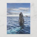 Pesquisar por antarctica cartoes postais Outdoors