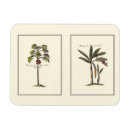 Pesquisar por palmas imas Botânica