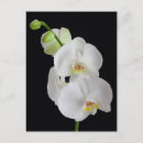 Pesquisar por ornamental cartoes postais Planta