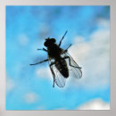 Pesquisar por abdômen pôsteres pósteres Animal