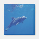 Pesquisar por cozumel imas Oceano