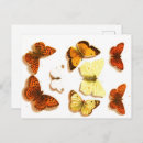 Pesquisar por esboço da borboleta cartoes postais Inseto