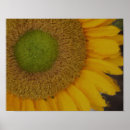 Pesquisar por pintura girassol pósteres Amarelo
