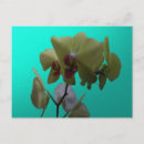 Pesquisar por orquídeas amarelas cartoes postais Flor