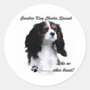 Pesquisar por cavalier adesivos Cavaleiro charles spaniel