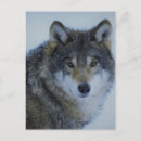 Pesquisar por lobos selvagens cartoes postais Floresta