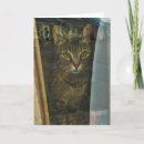 Pesquisar por gato em uma janela cartoes Amizade