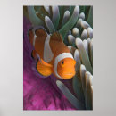 Pesquisar por posters dos peixes pôsteres pósteres Recife de coral