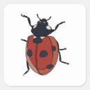 Pesquisar por besouros joaninha adesivos Coccinellidae