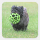 Pesquisar por cairn terrier adesivos Cão