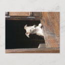 Pesquisar por whippet cartoes postais Cachorrinho