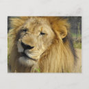 Pesquisar por gato selvagem cartoes postais Homem