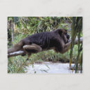 Pesquisar por zoo cartoes postais Tropical